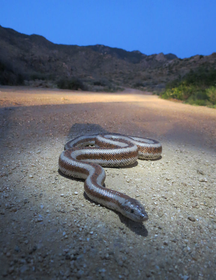 Rosy Boa